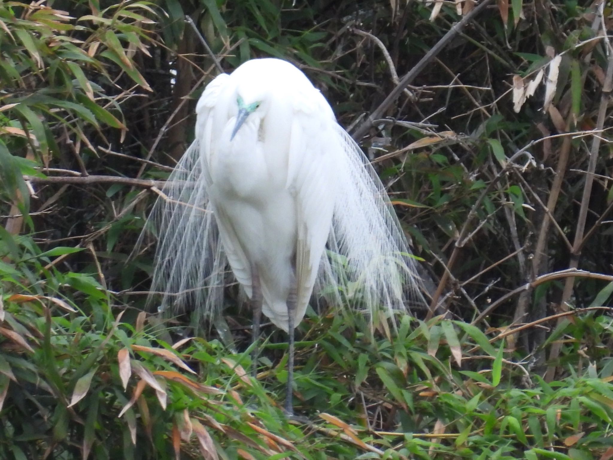 Great Egret