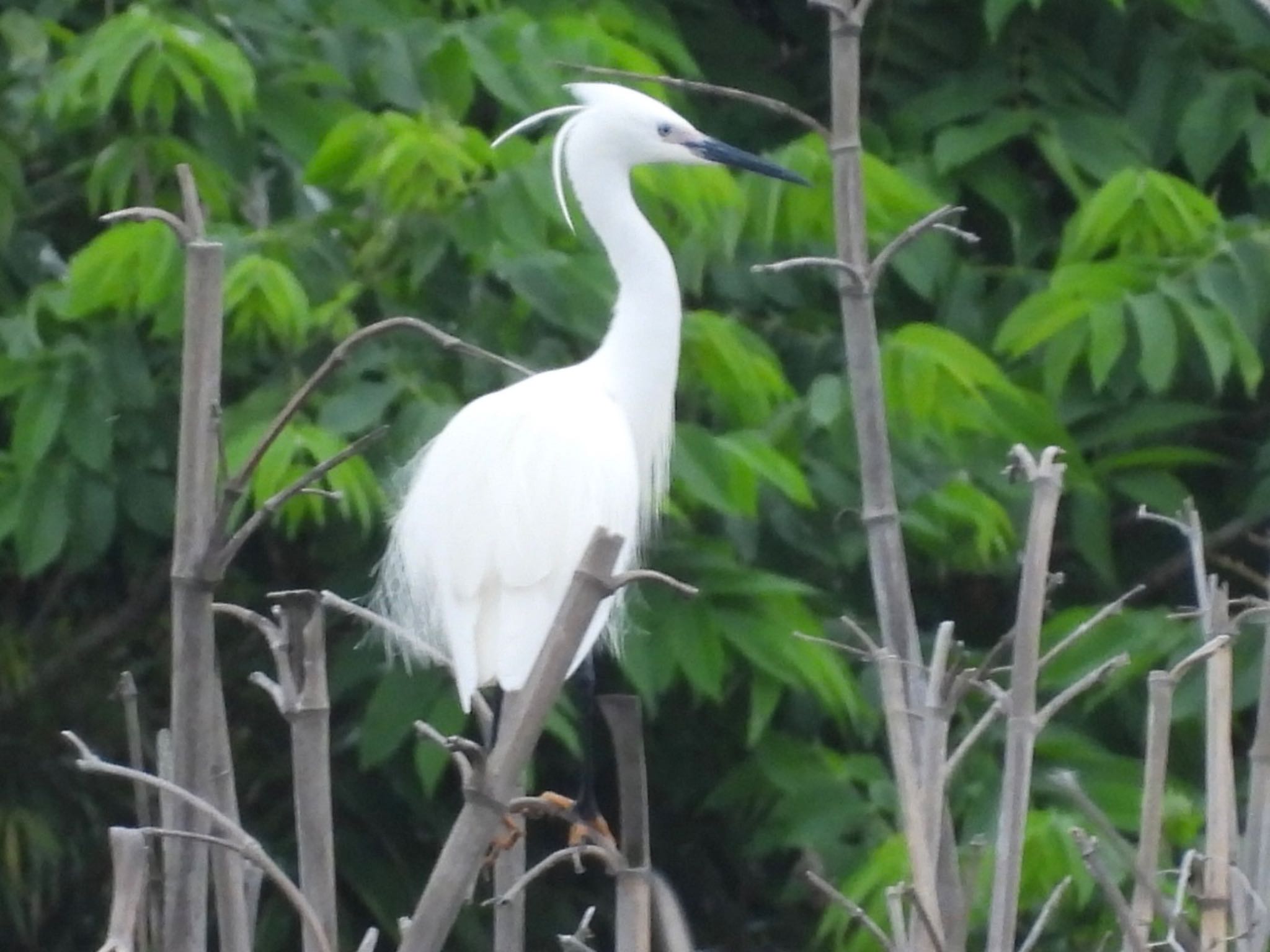 Little Egret