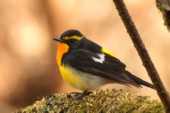 2023年4月29日(土) 柳沢峠の野鳥観察記録