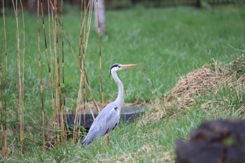 アオサギ 北海道 函館市 見晴公園 2023年4月30日(日)