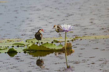 Comb-crested Jacana Lake Mitchell (Cairns) Sat, 5/5/2018