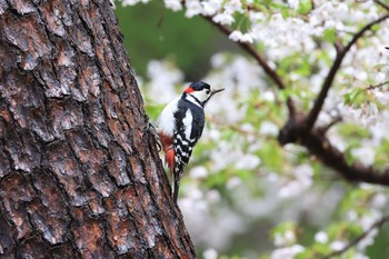 エゾアカゲラ 北海道 函館市 見晴公園 2023年4月30日(日)