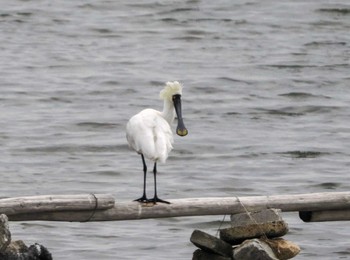 クロツラヘラサギ 大阪南港野鳥園 2023年4月30日(日)