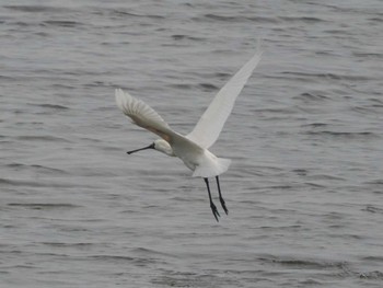 クロツラヘラサギ 大阪南港野鳥園 2023年4月30日(日)