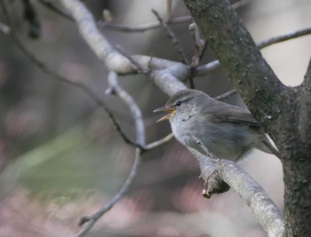 Japanese Bush Warbler 塩嶺御野立公園 Sat, 4/29/2023