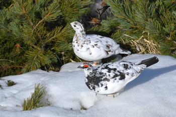 2023年4月29日(土) 室堂平の野鳥観察記録