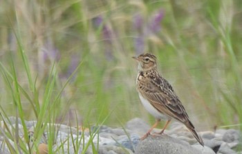 Sun, 4/30/2023 Birding report at 多摩川二ヶ領宿河原堰