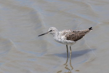 Common Greenshank 曽根干潟(曾根干潟) Sun, 4/30/2023