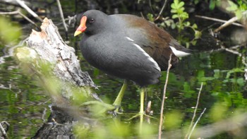 2023年4月22日(土) おいらせ町いちょう公園(青森県おいらせ町)の野鳥観察記録