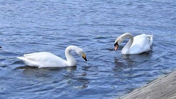 コブハクチョウ 下田公園(青森県おいらせ町) 2023年4月22日(土)