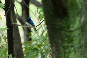 2023年4月30日(日) 大阪城公園の野鳥観察記録