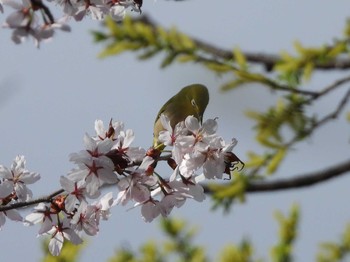 2023年4月30日(日) 西岡公園(西岡水源地)の野鳥観察記録