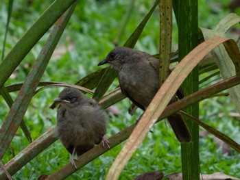 Olive-winged Bulbul Singapore Botanic Gardens Sun, 4/30/2023