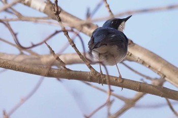 2023年4月29日(土) 大蔵高丸の野鳥観察記録