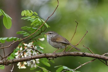 Sat, 4/29/2023 Birding report at Asaba Biotope