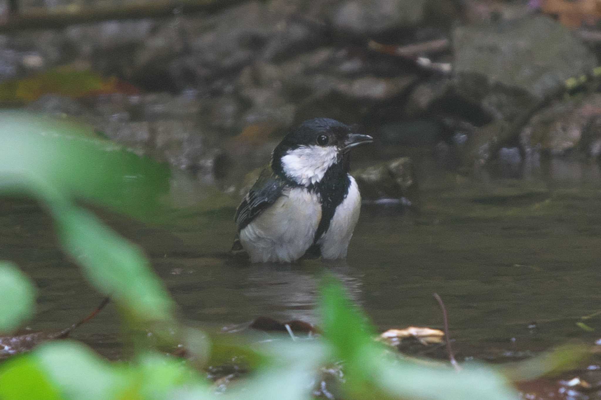 Japanese Tit