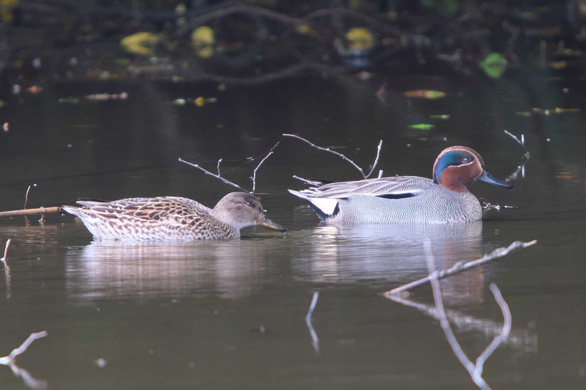 Eurasian Teal