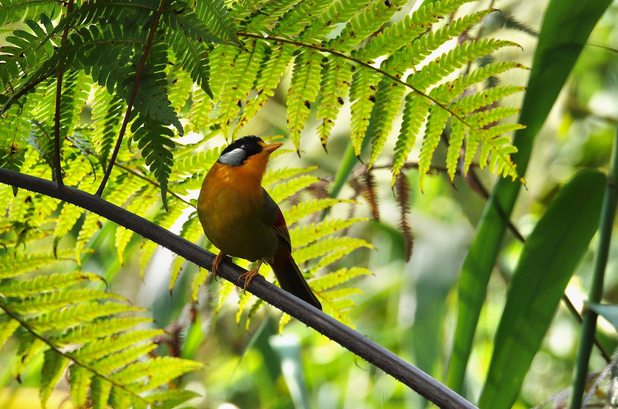 Silver-eared Mesia