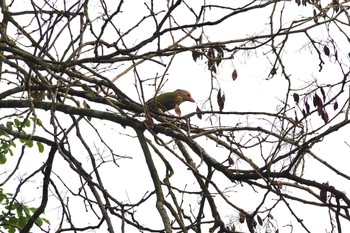 Lineated Barbet Putrajaya Wetlands Park Sun, 3/12/2023