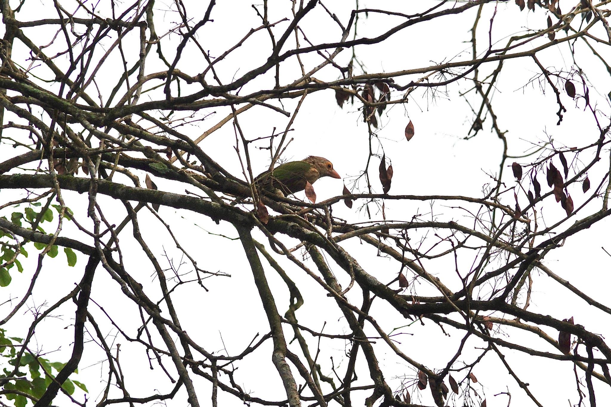 Photo of Lineated Barbet at Putrajaya Wetlands Park by のどか