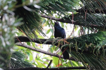 Asian Koel Putrajaya Wetlands Park Sun, 3/12/2023