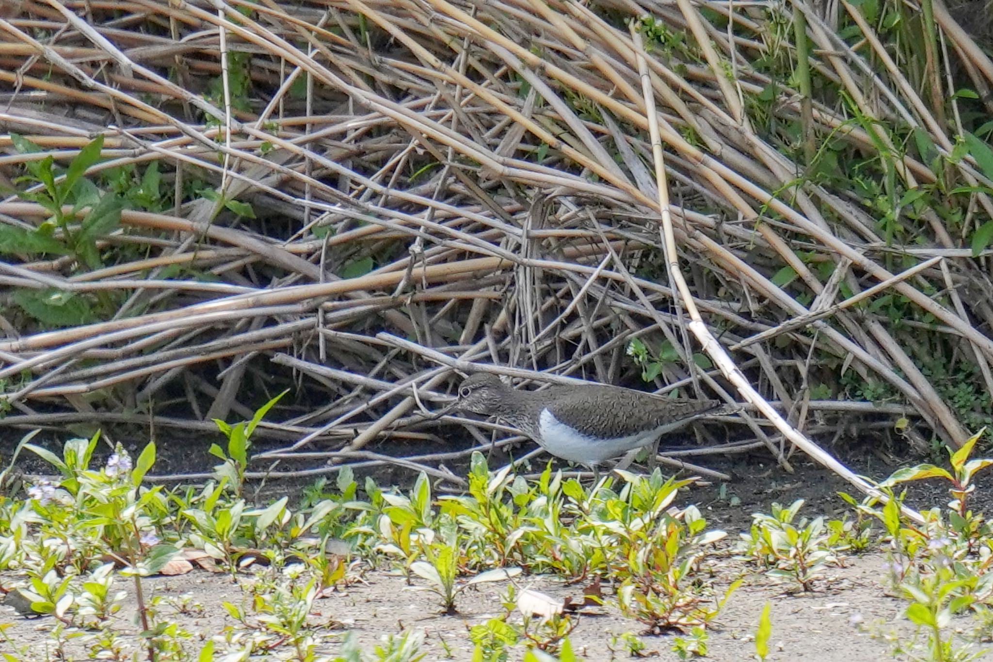 Common Sandpiper