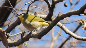 Warbling White-eye Unknown Spots Fri, 12/23/2022