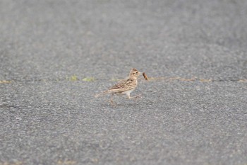 ヒバリ 岐阜県海津市南濃町 2023年4月30日(日)