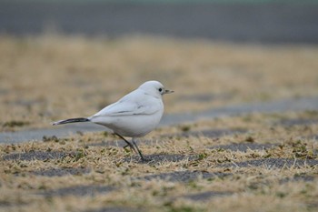 White Wagtail 東京都江戸川区 Sun, 3/5/2023