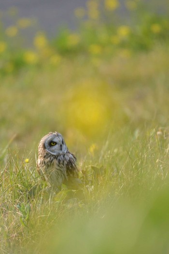 Short-eared Owl 埼玉県三郷市 Wed, 3/1/2023