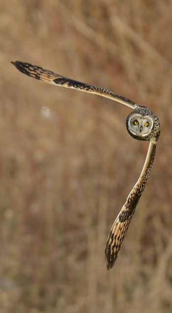 Short-eared Owl 埼玉県三郷市 Sat, 2/11/2023