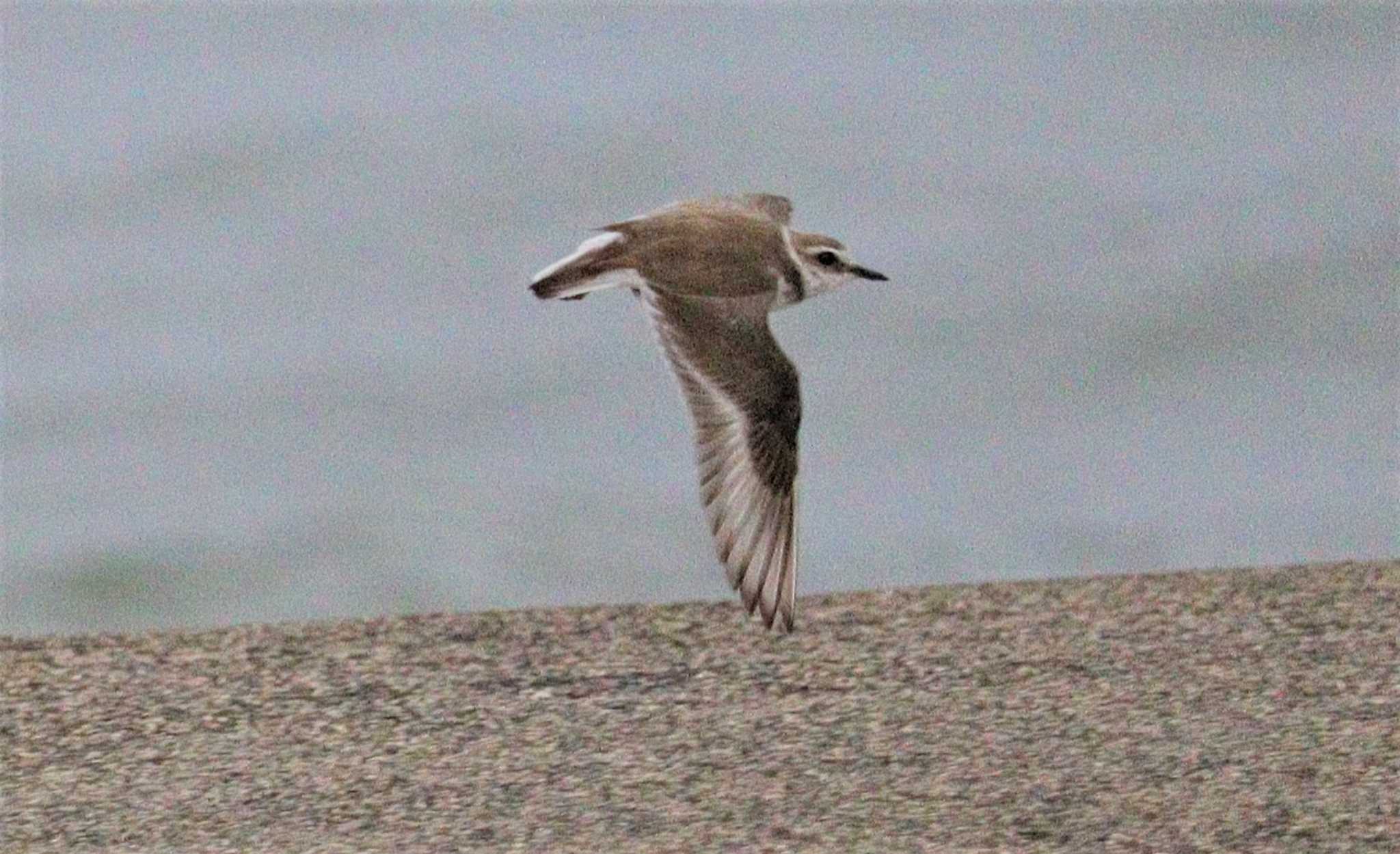 飛ぶ！三重県の鳥！ by ぴーたま・まる