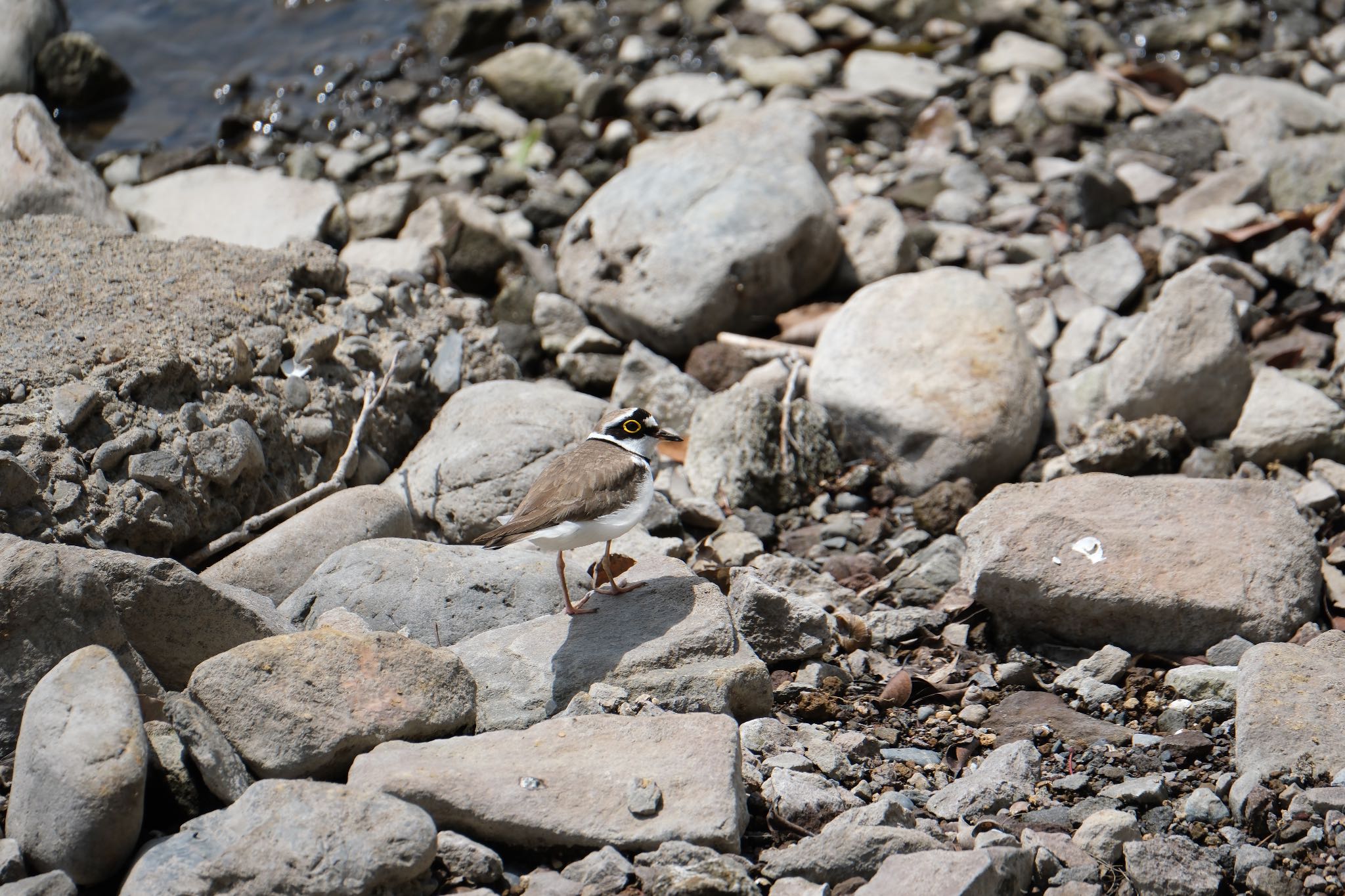 Photo of Little Ringed Plover at 門池公園(沼津市) by ポン介