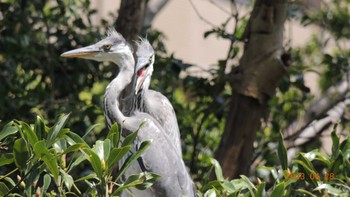 Grey Heron 仙台堀川公園(江東区) Fri, 4/28/2023