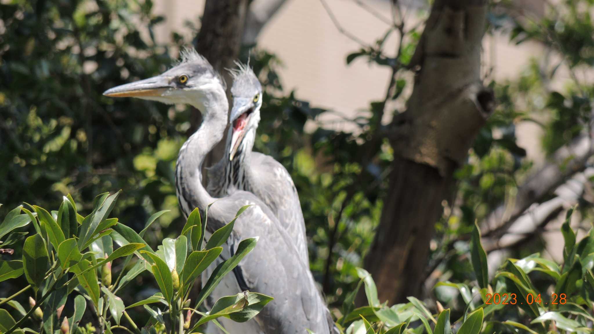 Grey Heron