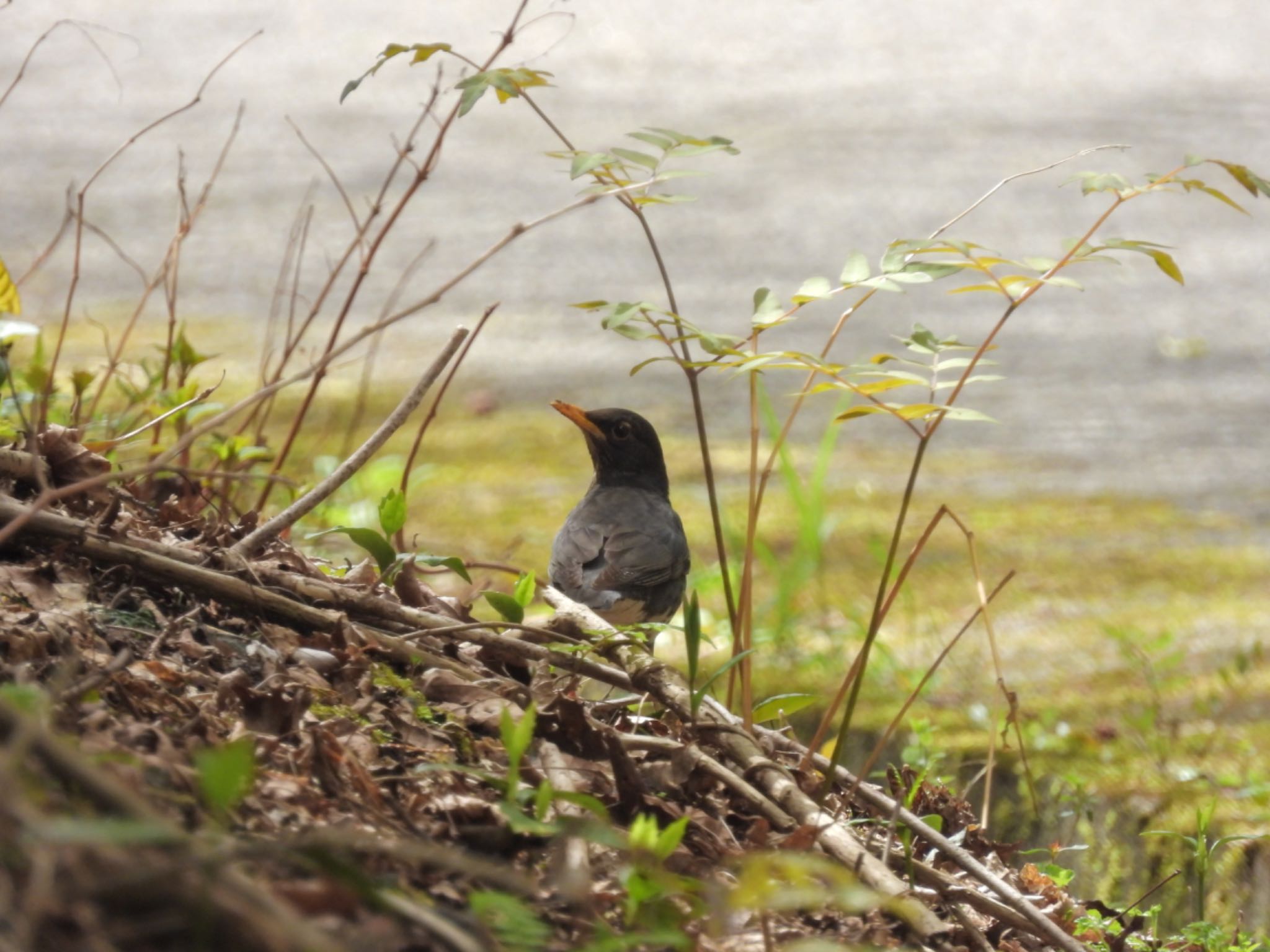 Photo of Japanese Thrush at 箱根ビジターセンター by yoshikichi