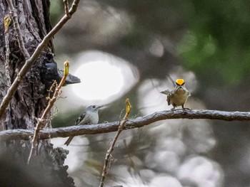 2023年4月30日(日) 宮城沢林道(札幌市西区)の野鳥観察記録