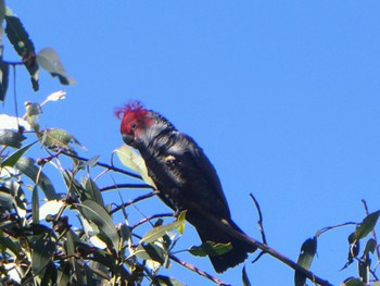 アカサカオウム Westbourne Woods, Canberra, ACT, Australia 2023年4月15日(土)