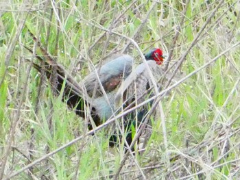 Green Pheasant 酒匂川河口 Sat, 4/22/2023