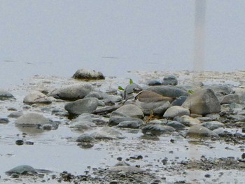 Long-billed Plover 酒匂川河口 Sat, 4/22/2023