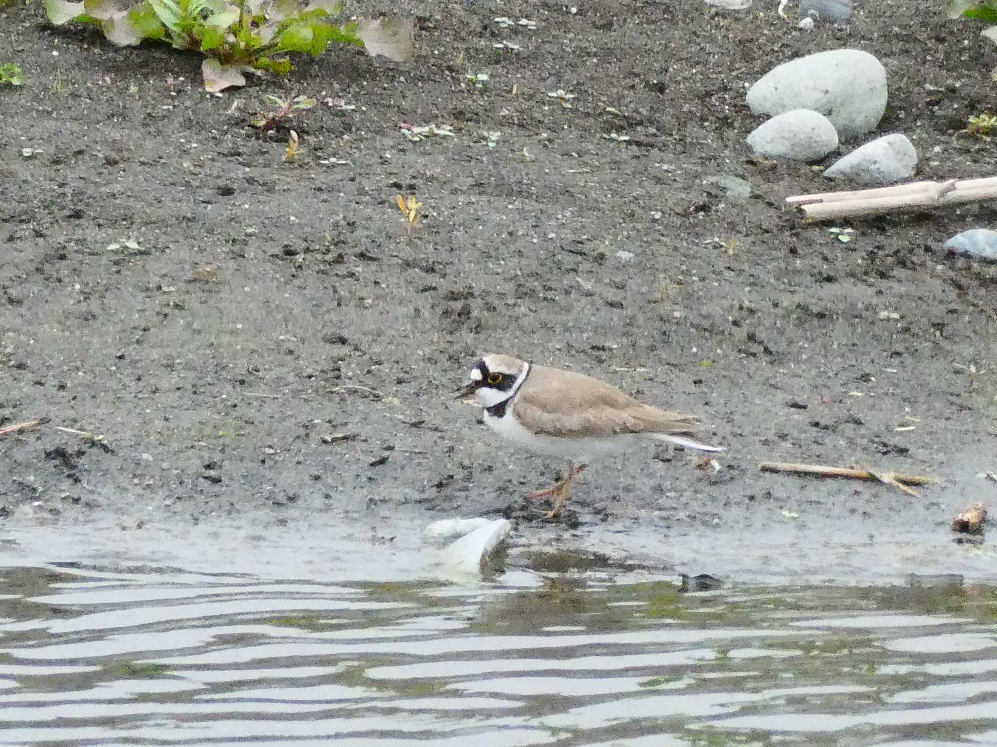 Photo of Little Ringed Plover at 酒匂川河口 by 塩昆布長