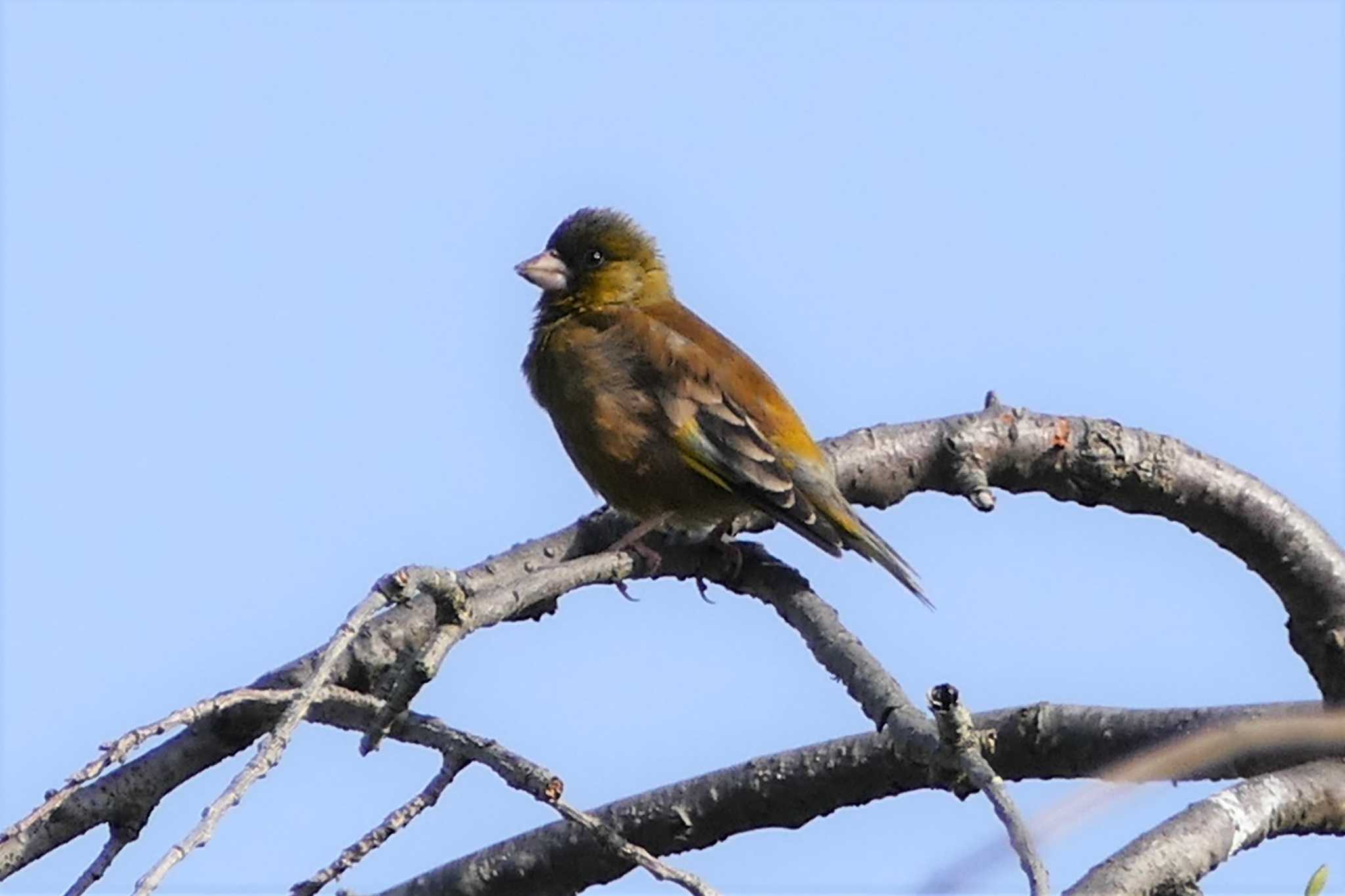 Photo of Grey-capped Greenfinch at 東京都 by アカウント5509