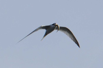 2018年6月9日(土) 多摩川二ヶ領宿河原堰の野鳥観察記録