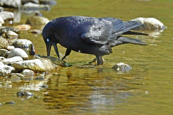 ハシボソガラス 青葉山公園 2023年4月29日(土)