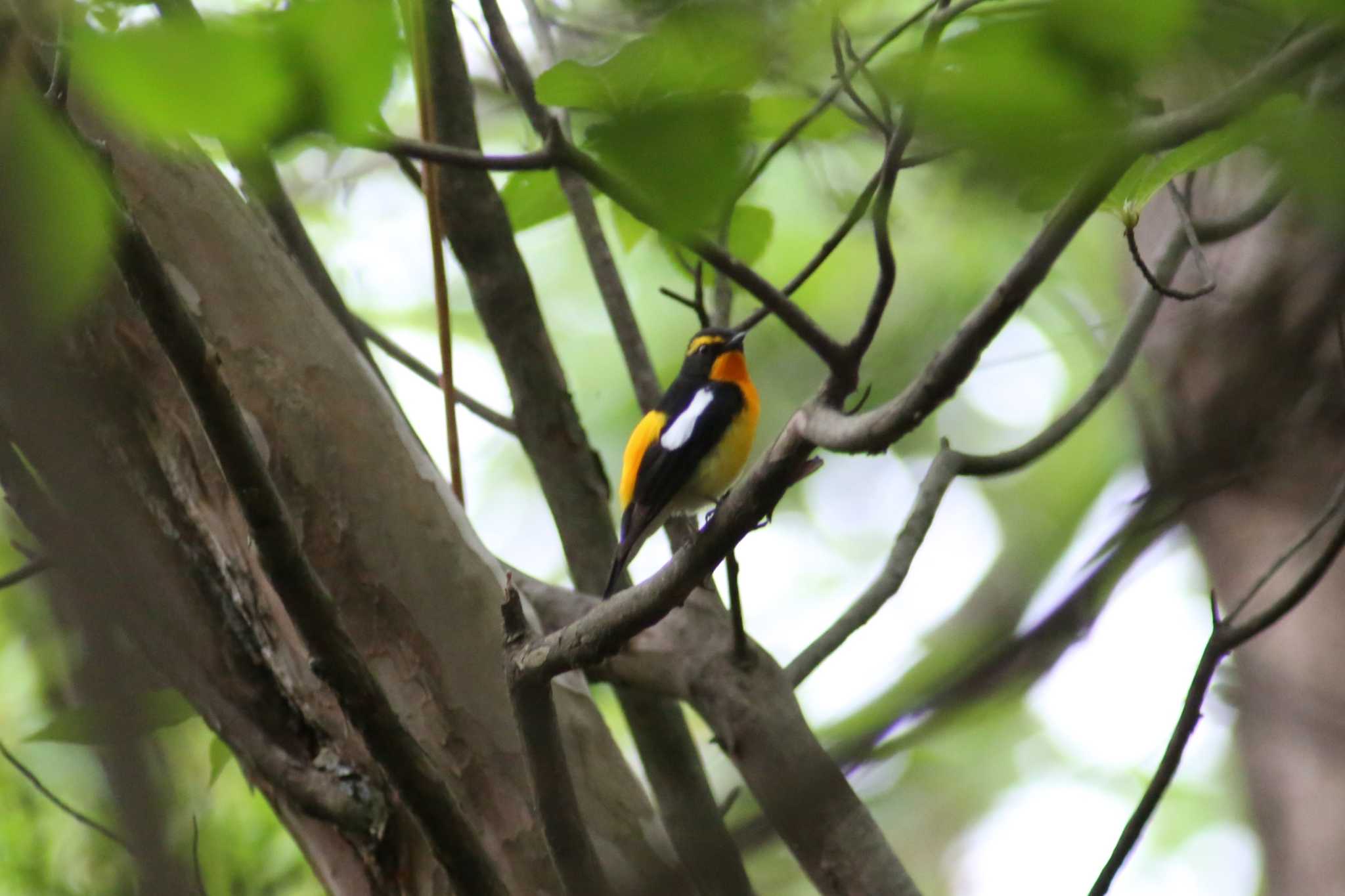 Photo of Narcissus Flycatcher at 養老公園 by 日野いすゞ