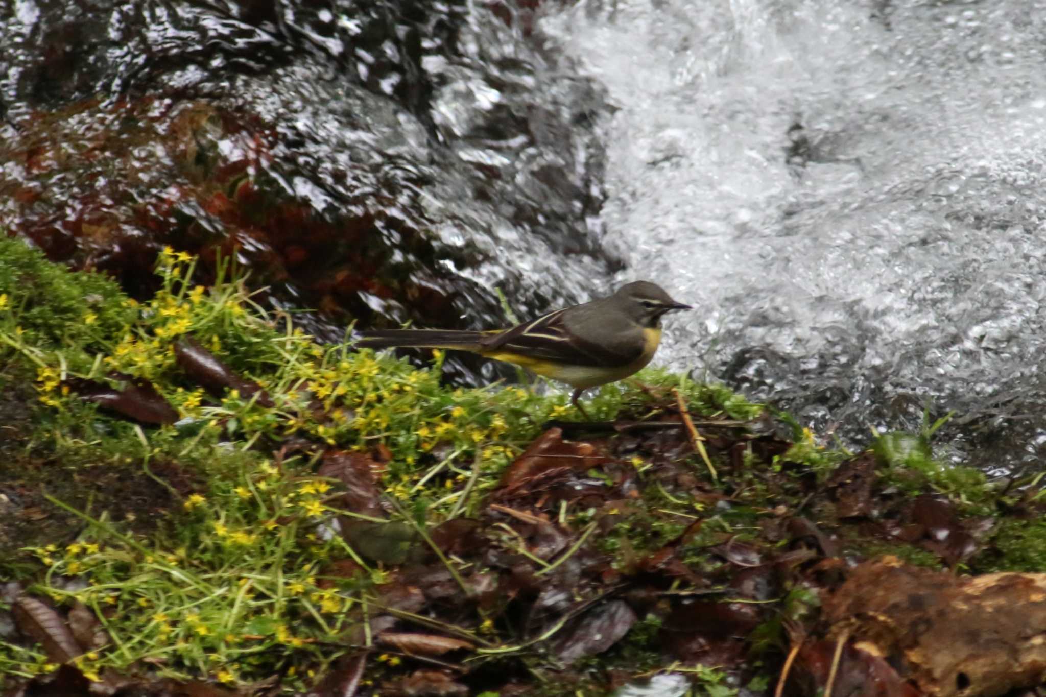 Photo of Grey Wagtail at 養老公園 by 日野いすゞ