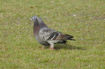 Rock Dove 多摩川二ヶ領宿河原堰 Sat, 6/9/2018