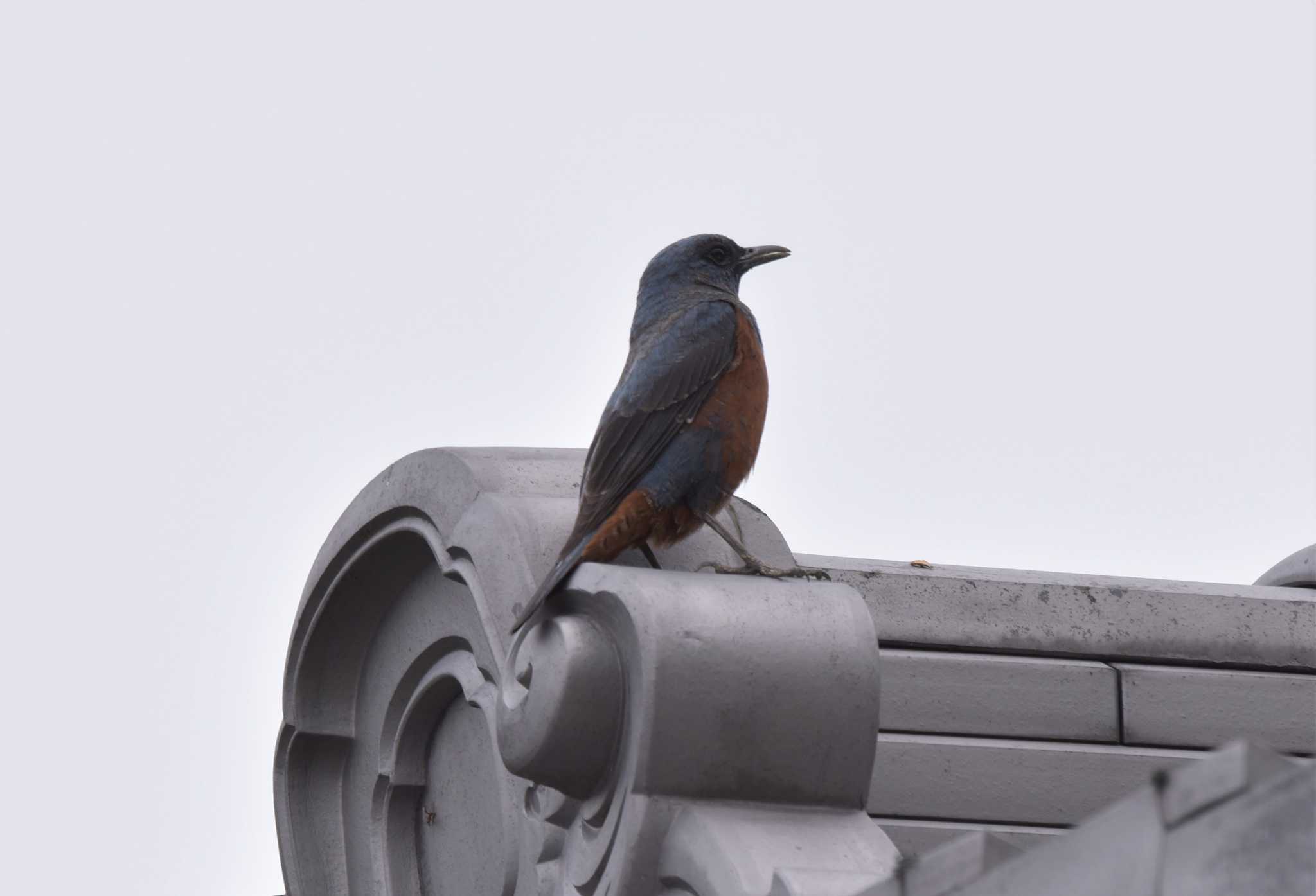 Photo of Blue Rock Thrush at 春日山原始林 by みやさん