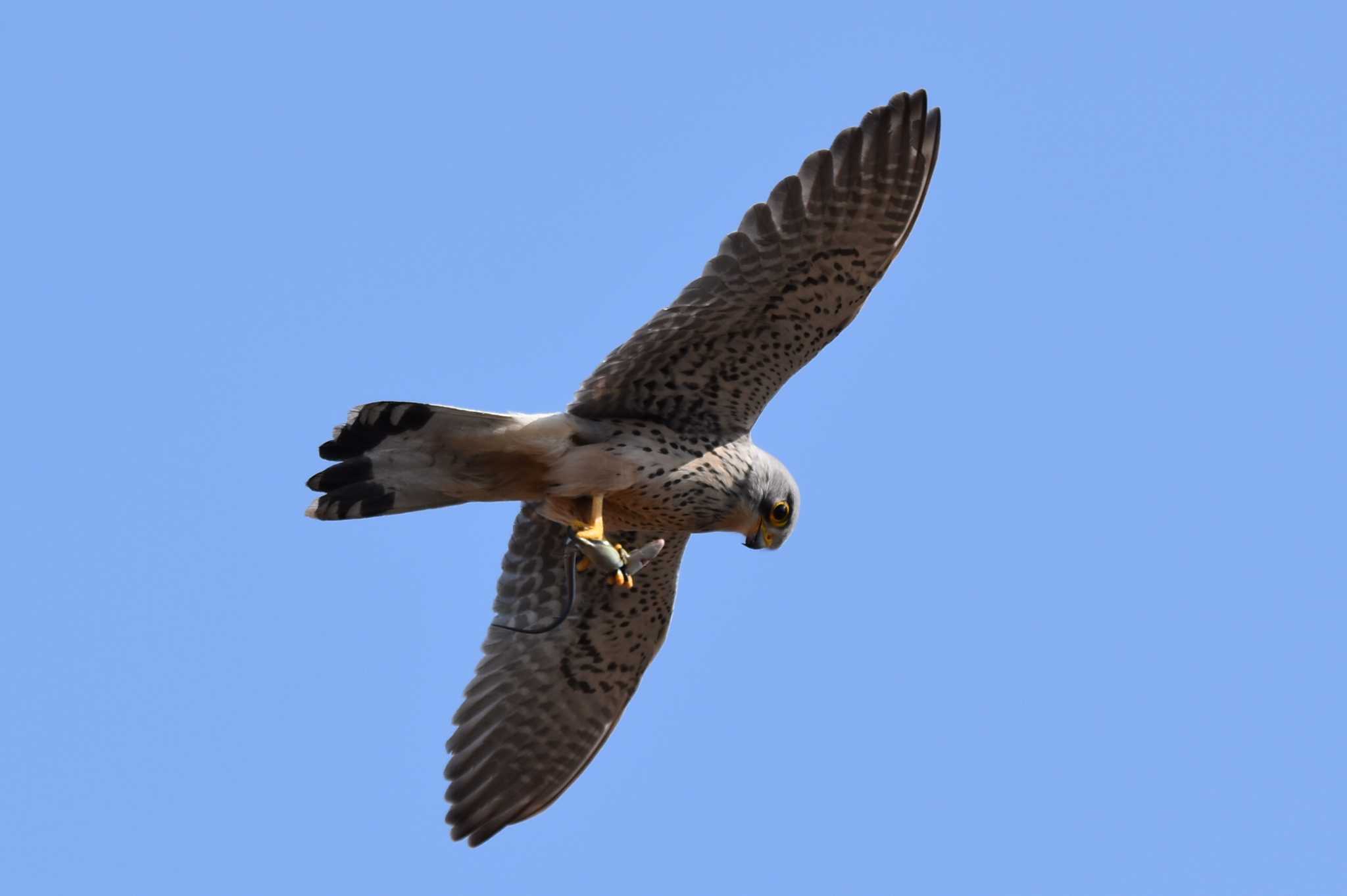 Common Kestrel