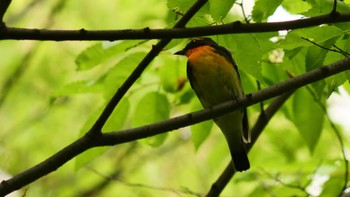 Narcissus Flycatcher Osaka castle park Sun, 4/30/2023